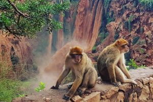 Cascades d&rsquo;Ouzoud