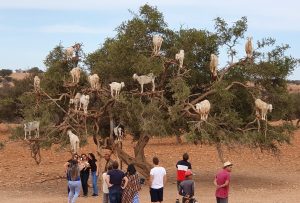 Essaouira – Mogador