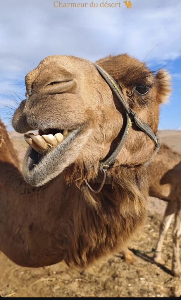 Sortie en chameaux Agafay